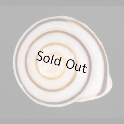 画像1: ミナジャノメココアマイマイ (仮称)