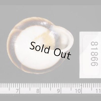 画像2: ミナジャノメココアマイマイ (仮称)