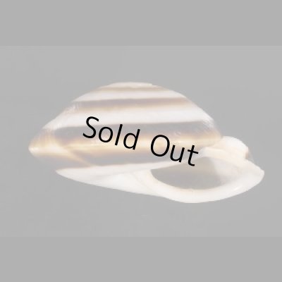 画像3: ミナジャノメココアマイマイ (仮称)