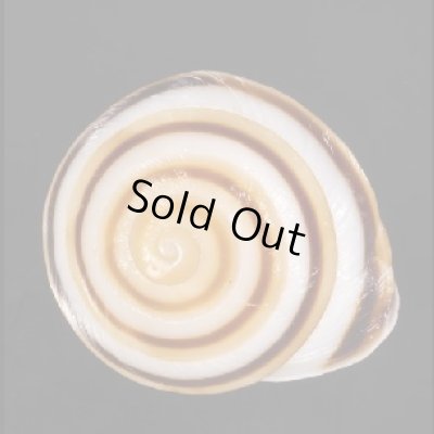 画像1: ミナジャノメココアマイマイ (仮称)