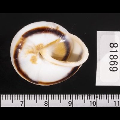 画像2: ミナジャノメココアマイマイ (仮称)