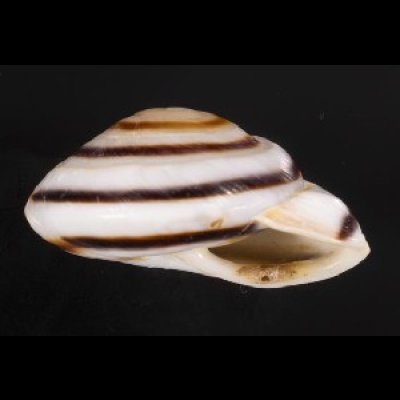 画像3: ミナジャノメココアマイマイ (仮称)