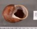 ボホールオオチャスジタニシマイマイ (仮称) Calocochlia cryptica latitansfig.3