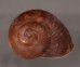 ボホールオオチャスジタニシマイマイ (仮称) Calocochlia cryptica latitansfig.1
