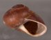 ボホールオオチャスジタニシマイマイ (仮称) Calocochlia cryptica latitansfig.2