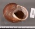 ボホールオオチャスジタニシマイマイ (仮称) Calocochlia cryptica latitansfig.3
