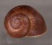 ボホールオオチャスジタニシマイマイ (仮称) Calocochlia cryptica latitansfig.1