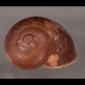 ボホールオオチャスジタニシマイマイ (仮称)