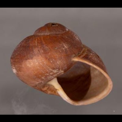 ボホールオオチャスジタニシマイマイ (仮称) Calocochlia cryptica latitansfig.2