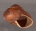 ボホールオオチャスジタニシマイマイ (仮称) Calocochlia cryptica latitansfig.2