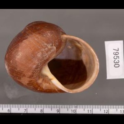 ボホールオオチャスジタニシマイマイ (仮称) Calocochlia cryptica latitansfig.3