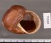 ボホールオオチャスジタニシマイマイ (仮称) Calocochlia cryptica latitansfig.3