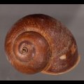 ボホールオオチャスジタニシマイマイ (仮称)