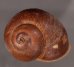 ボホールオオチャスジタニシマイマイ (仮称) Calocochlia cryptica latitansfig.1