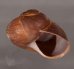 ボホールオオチャスジタニシマイマイ (仮称) Calocochlia cryptica latitansfig.2