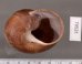 ボホールオオチャスジタニシマイマイ (仮称) Calocochlia cryptica latitansfig.3