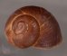 ボホールオオチャスジタニシマイマイ (仮称) Calocochlia cryptica latitansfig.1