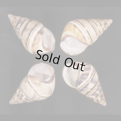 画像1: イグチイトヒキマイマイ