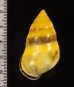 ソコミドリマレーマイマイ Amphidromus perversus butoti infraviridisfig.2