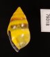 ソコミドリマレーマイマイ Amphidromus perversus butoti infraviridisfig.3