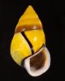 ソコミドリマレーマイマイ Amphidromus perversus butoti infraviridisfig.1
