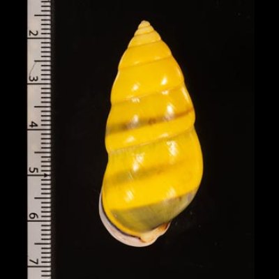 ソコミドリマレーマイマイ Amphidromus perversus butoti infraviridisfig.2
