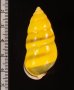 ソコミドリマレーマイマイ Amphidromus perversus butoti infraviridisfig.2