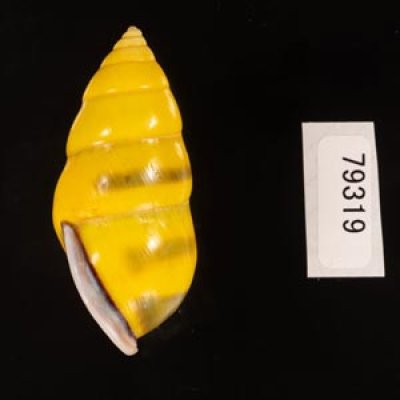 ソコミドリマレーマイマイ Amphidromus perversus butoti infraviridisfig.3