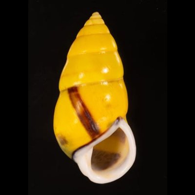 ソコミドリマレーマイマイ Amphidromus perversus butoti infraviridisfig.1