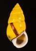 ソコミドリマレーマイマイ Amphidromus perversus butoti infraviridisfig.1
