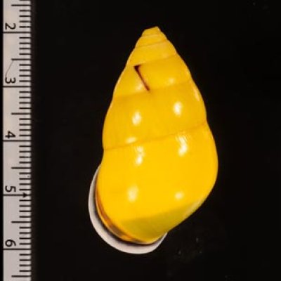 ソコミドリマレーマイマイ Amphidromus perversus butoti infraviridisfig.2