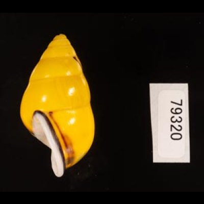 ソコミドリマレーマイマイ Amphidromus perversus butoti infraviridisfig.3