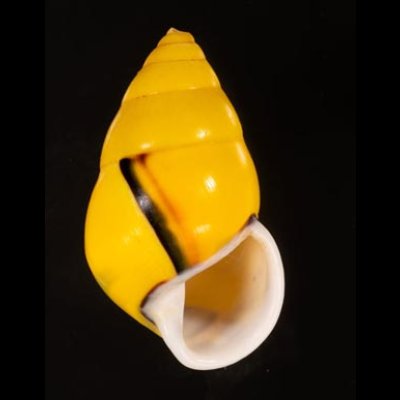 ソコミドリマレーマイマイ Amphidromus perversus butoti infraviridisfig.1