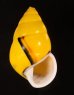 ソコミドリマレーマイマイ Amphidromus perversus butoti infraviridisfig.1