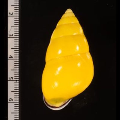 ソコミドリマレーマイマイ Amphidromus perversus butoti infraviridisfig.2