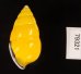 ソコミドリマレーマイマイ Amphidromus perversus butoti infraviridisfig.3