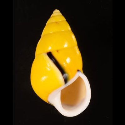 ソコミドリマレーマイマイ Amphidromus perversus butoti infraviridisfig.1