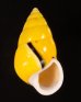ソコミドリマレーマイマイ Amphidromus perversus butoti infraviridisfig.1