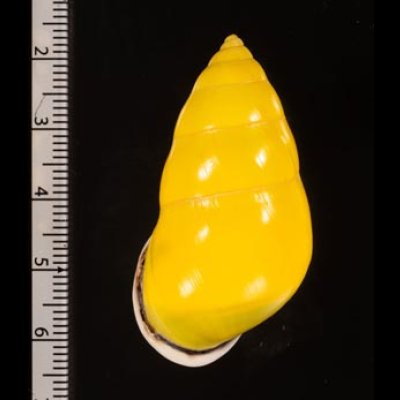 ソコミドリマレーマイマイ Amphidromus perversus butoti infraviridisfig.2