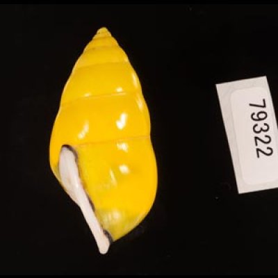 ソコミドリマレーマイマイ Amphidromus perversus butoti infraviridisfig.3