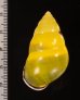 ソコミドリマレーマイマイ Amphidromus perversus butoti infraviridisfig.2