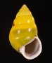 ソコミドリマレーマイマイ Amphidromus perversus butoti infraviridisfig.1