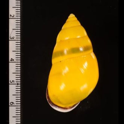 ソコミドリマレーマイマイ Amphidromus perversus butoti infraviridisfig.2
