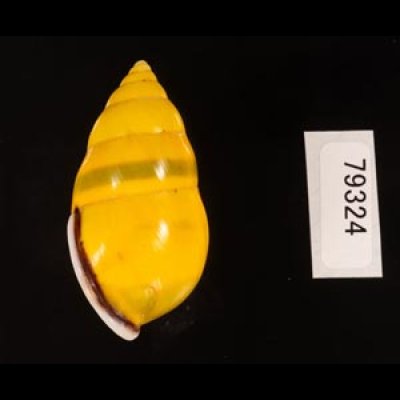 ソコミドリマレーマイマイ Amphidromus perversus butoti infraviridisfig.3
