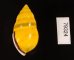 ソコミドリマレーマイマイ Amphidromus perversus butoti infraviridisfig.3