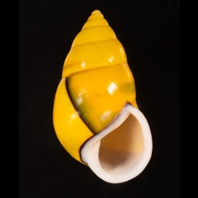 ソコミドリマレーマイマイ Amphidromus perversus butoti infraviridisfig.1