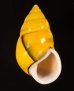 ソコミドリマレーマイマイ Amphidromus perversus butoti infraviridisfig.1