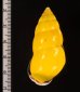 ソコミドリマレーマイマイ Amphidromus perversus butoti infraviridisfig.2