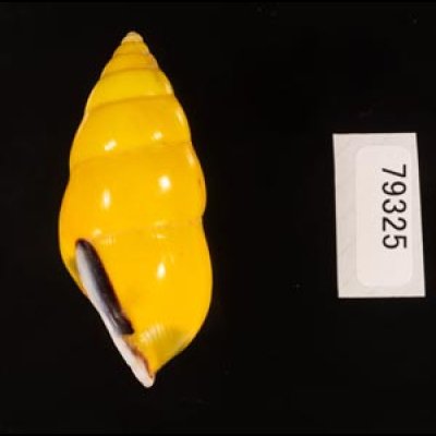 ソコミドリマレーマイマイ Amphidromus perversus butoti infraviridisfig.3