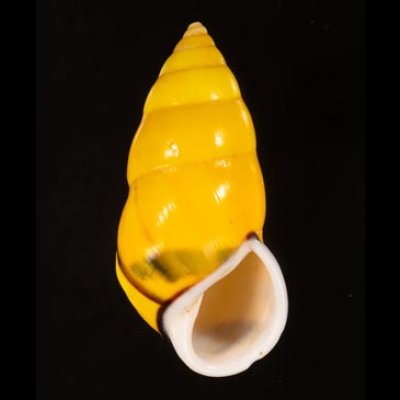 ソコミドリマレーマイマイ Amphidromus perversus butoti infraviridisfig.1